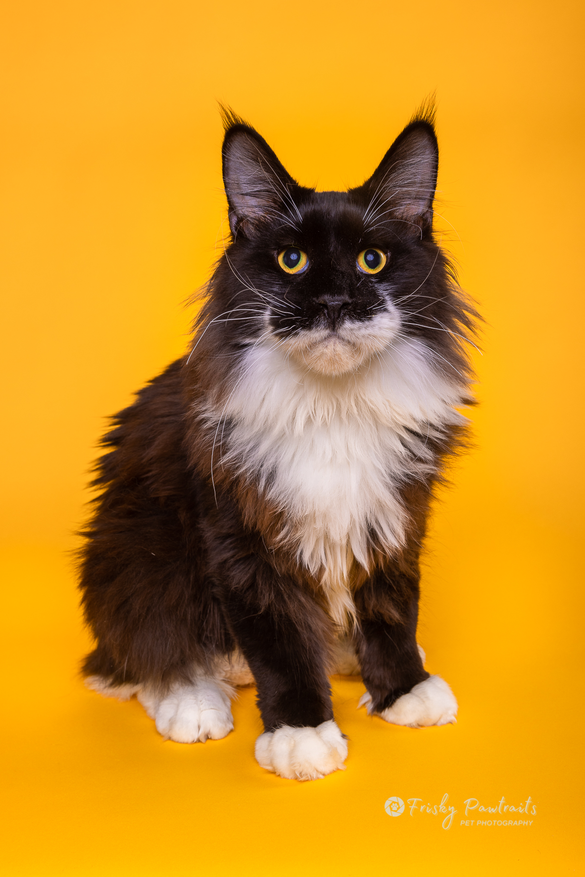 Lord Viggo of Brobdingnagkat